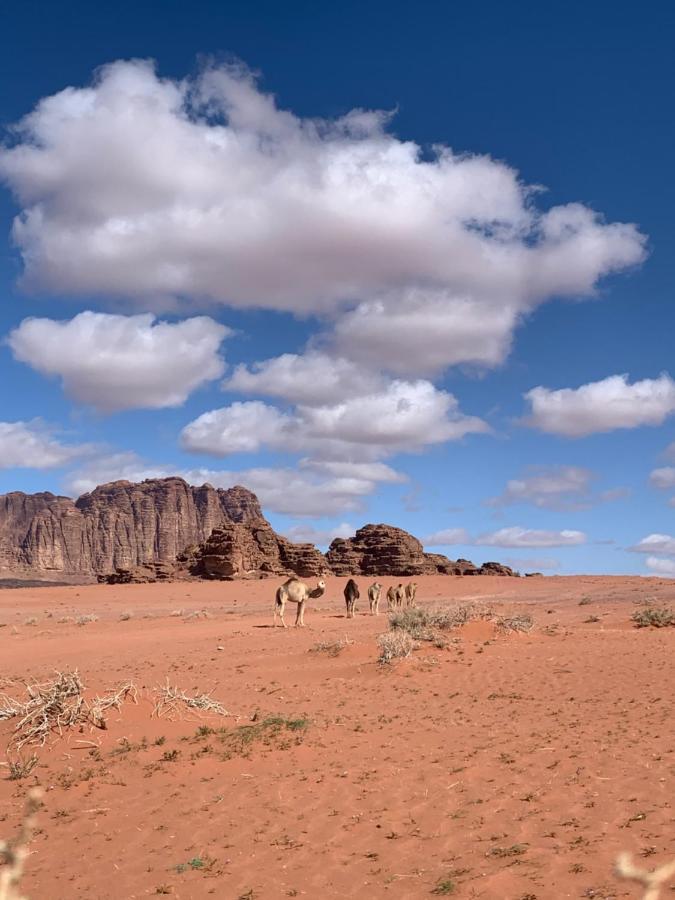 Wadi Rum Story 外观 照片